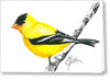 American Goldfinch - Greeting Card