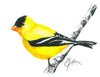 American Goldfinch - Art Print