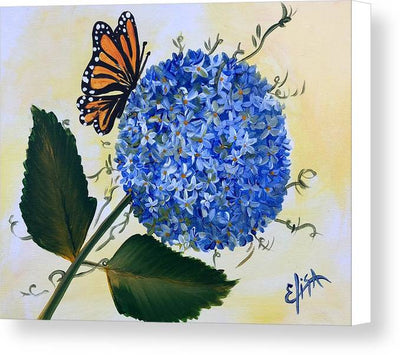 Butterfly kisses Hydrangea  - Canvas Print